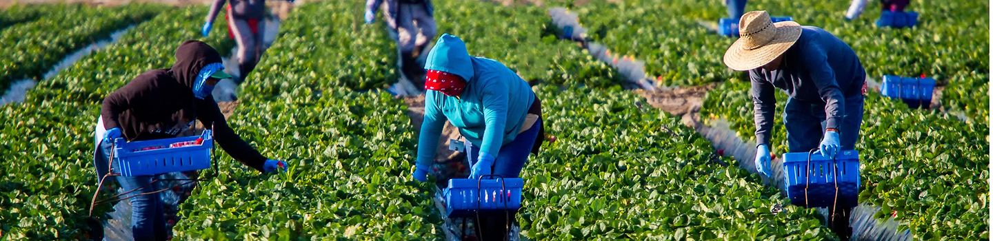 Auf einem Erdbeerfeld pflücken Arbeiterinnen und Arbeiter in gebückter Haltung